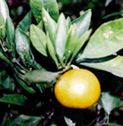 橘という植物